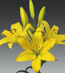 formosabulbs_lily Nashville