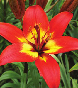 formosabulbs_lily Nashville
