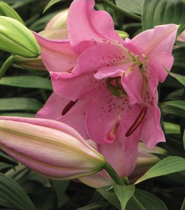formosabulbs_lily Nashville