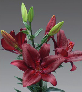 formosabulbs_lily Nashville