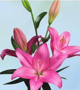formosabulbs_lily Nashville