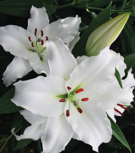 formosabulbs_lily Nashville