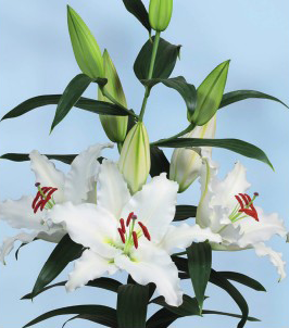 formosabulbs_lily Nashville
