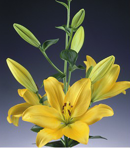 formosabulbs_lily Nashville