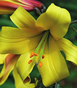 formosabulbs_lily Nashville
