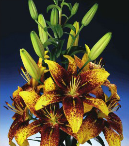 formosabulbs_lily Nashville