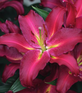 formosabulbs_lily Nashville