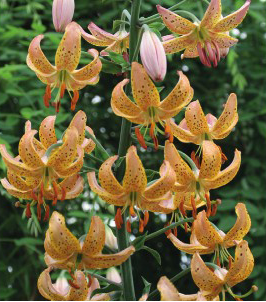 formosabulbs_lily Nashville