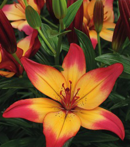 formosabulbs_lily Nashville