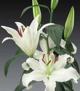 formosabulbs_lily Nashville