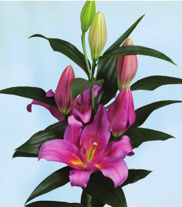 formosabulbs_lily Nashville
