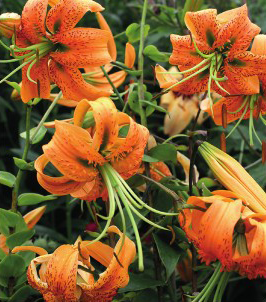 formosabulbs_lily Nashville