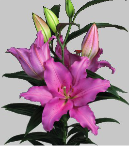 formosabulbs_lily Nashville