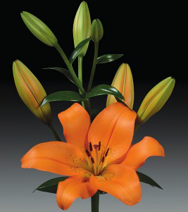 formosabulbs_lily Nashville