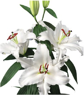 formosabulbs_lily Nashville