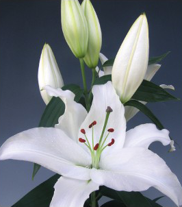 formosabulbs_lily Nashville