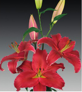 formosabulbs_lily Nashville