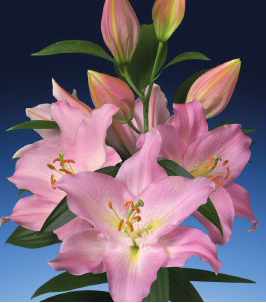 formosabulbs_lily Nashville