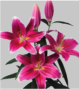 formosabulbs_lily Nashville