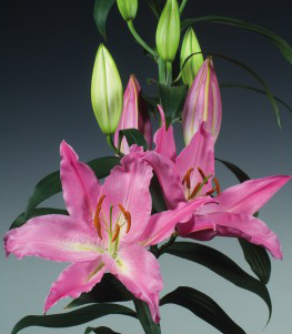 formosabulbs_lily Nashville