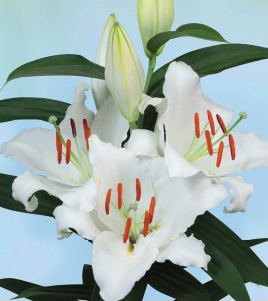formosabulbs_lily Nashville