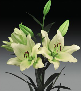 formosabulbs_lily Nashville