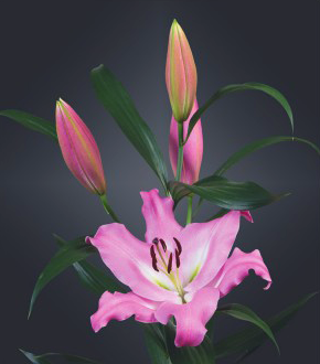 formosabulbs_lily Nashville