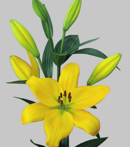 formosabulbs_lily Nashville