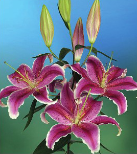 formosabulbs_lily Nashville