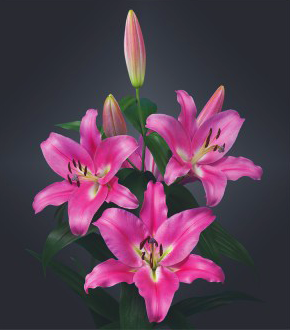 formosabulbs_lily Nashville