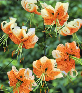formosabulbs_lily Nashville