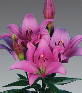 formosabulbs_lily Nashville