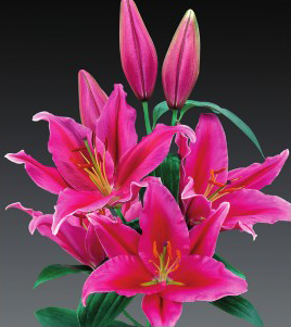 formosabulbs_lily Nashville