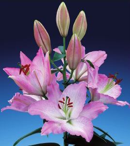 formosabulbs_lily Nashville