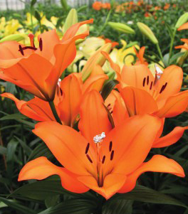 formosabulbs_lily Nashville