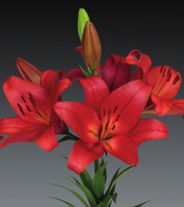 formosabulbs_lily Nashville
