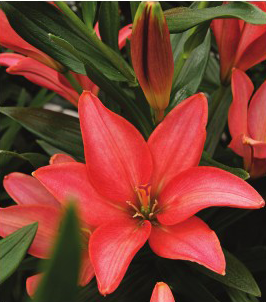 formosabulbs_lily Nashville