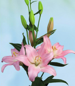 formosabulbs_lily Nashville
