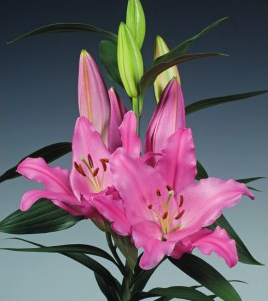 formosabulbs_lily Nashville