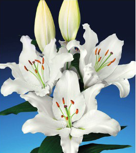 formosabulbs_lily Nashville
