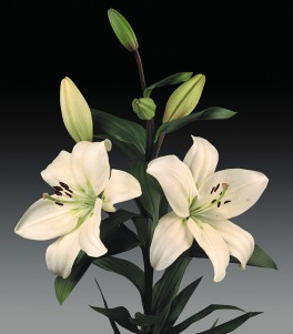 formosabulbs_lily Nashville