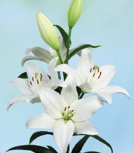 formosabulbs_lily Nashville