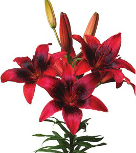 formosabulbs_lily Nashville