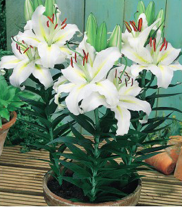 formosabulbs_lily Nashville