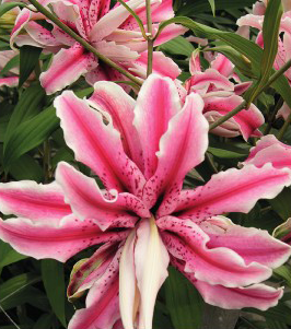 formosabulbs_lily Nashville