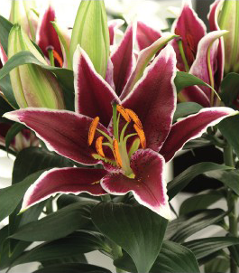 formosabulbs_lily Nashville