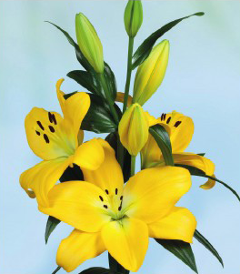 formosabulbs_lily Nashville