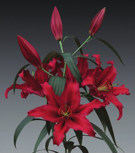 formosabulbs_lily Nashville
