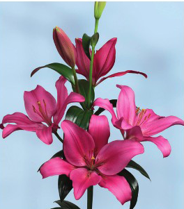 formosabulbs_lily Nashville