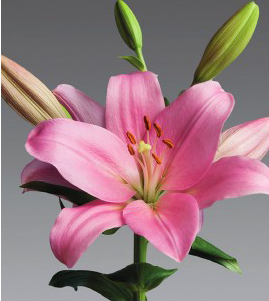 formosabulbs_lily Nashville